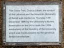 Cedar Tree (Cedrus Libani) - American University of Beirut